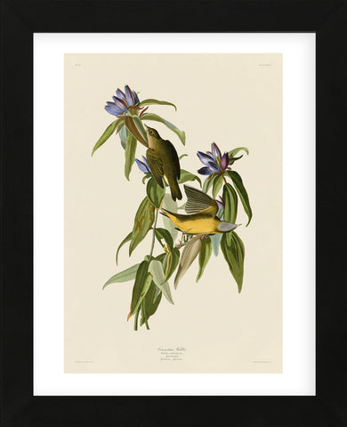 Connecticut Warbler (Framed) -  John James Audubon - McGaw Graphics