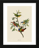 Painted Finch (Framed) -  John James Audubon - McGaw Graphics