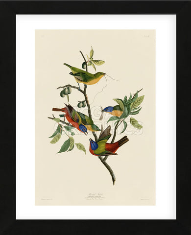 Painted Finch (Framed) -  John James Audubon - McGaw Graphics