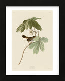 Swamp Sparrow (Framed) -  John James Audubon - McGaw Graphics