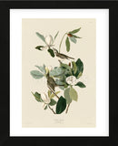 Warbling Flycatcher (Framed) -  John James Audubon - McGaw Graphics