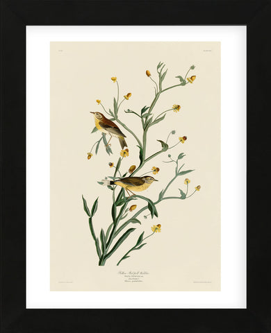 Yellow Red-Poll Warbler (Framed) -  John James Audubon - McGaw Graphics
