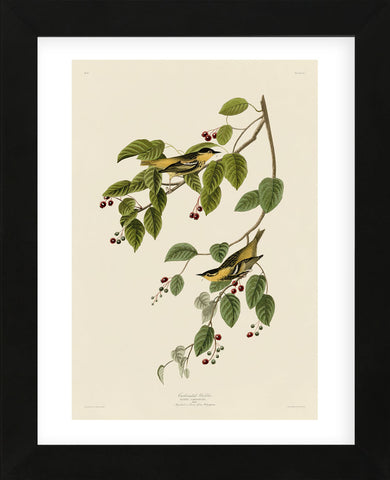 Carbonated Warbler (Framed) -  John James Audubon - McGaw Graphics