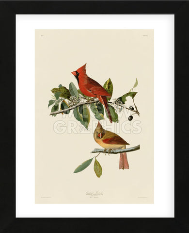 Cardinal Grosbeak (Framed) -  John James Audubon - McGaw Graphics
