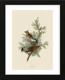 Cedar Bird (Framed) -  John James Audubon - McGaw Graphics