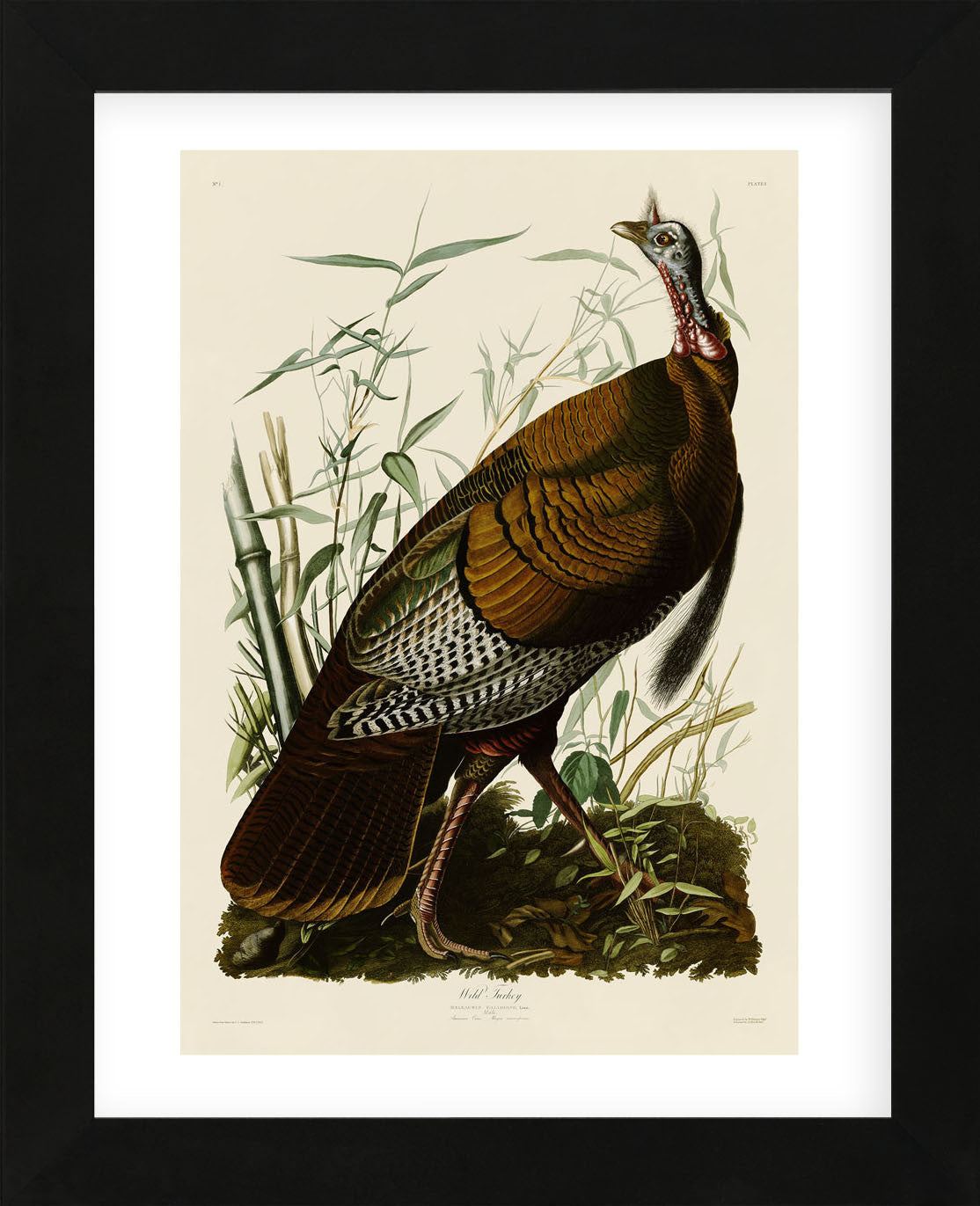 Wild Turkey I (Framed) | McGaw Graphics