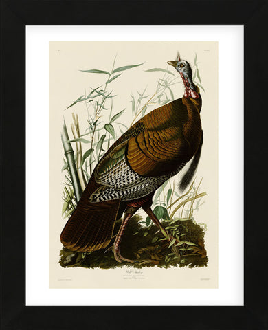 Wild Turkey I (Framed) -  John James Audubon - McGaw Graphics