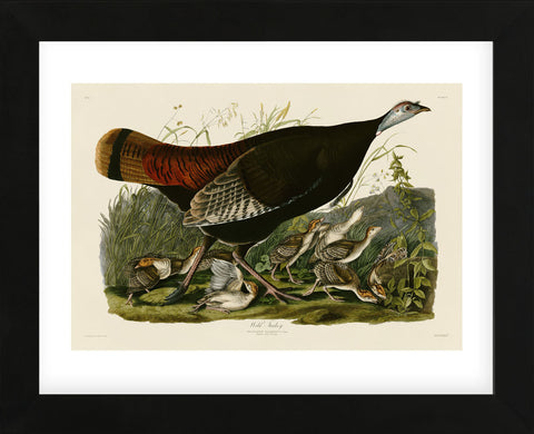 Wild Turkey II (Framed) -  John James Audubon - McGaw Graphics