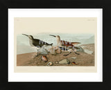 Red Backed Sandpiper (Framed) -  John James Audubon - McGaw Graphics