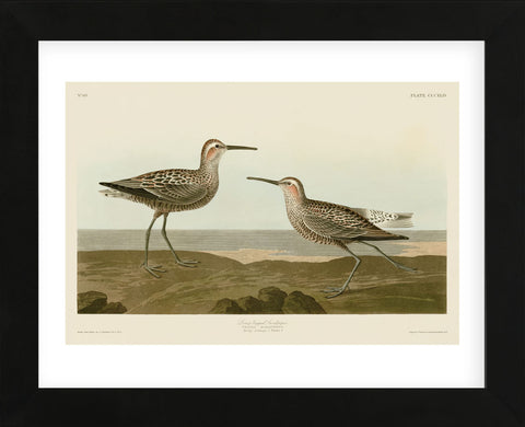 Long-Legged Sandpiper (Framed) -  John James Audubon - McGaw Graphics