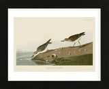 Semipalmated Sandpiper (Framed) -  John James Audubon - McGaw Graphics