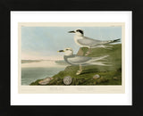 Havell’s Tern & Trudeau’s Tern (Framed) -  John James Audubon - McGaw Graphics