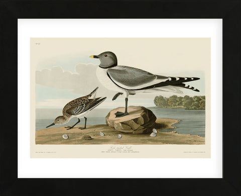 Fork-Tailed Gull (Framed) -  John James Audubon - McGaw Graphics