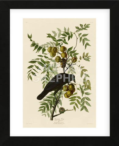 American Crow (Framed) -  John James Audubon - McGaw Graphics