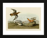 Red Phalarope (Framed) -  John James Audubon - McGaw Graphics