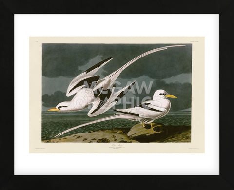 Tropic Bird (Framed) -  John James Audubon - McGaw Graphics