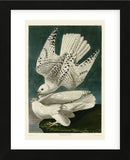 Iceland or Jer Falcon (Framed) -  John James Audubon - McGaw Graphics