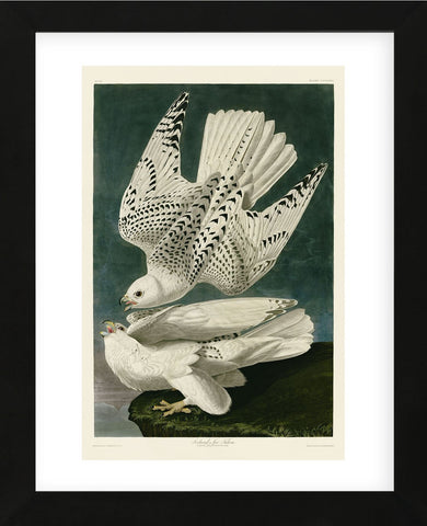 Iceland or Jer Falcon (Framed) -  John James Audubon - McGaw Graphics