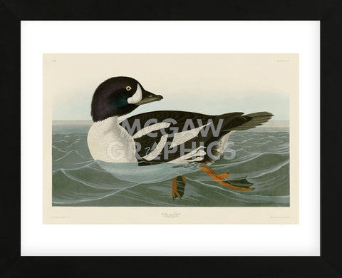 Golden-eye Duck (Framed) -  John James Audubon - McGaw Graphics