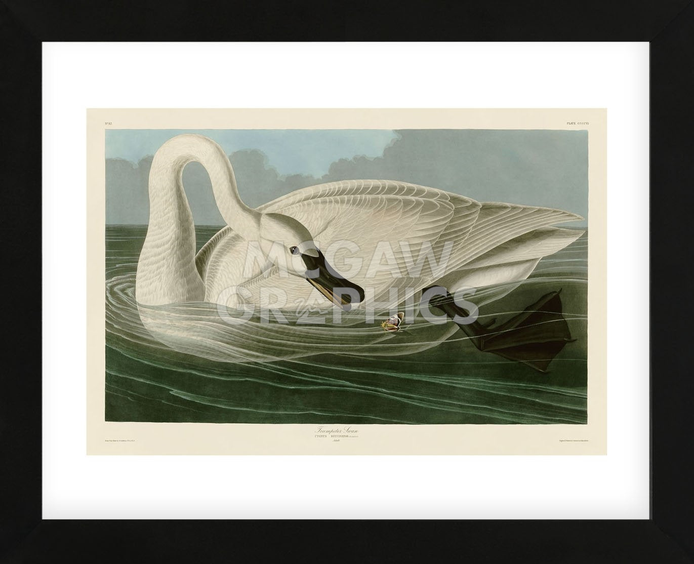 Trumpeter Swan (white) (Framed) | McGaw Graphics
