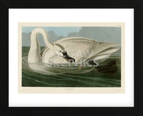 Trumpeter Swan (Framed) -  John James Audubon - McGaw Graphics