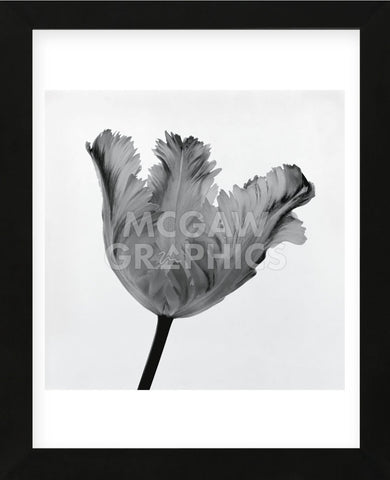 Parrot Tulip I  (Framed) -  Tom Artin - McGaw Graphics