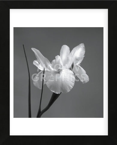 Iris I (Framed) -  Tom Artin - McGaw Graphics