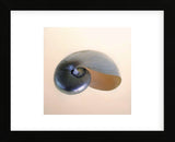 Polished Nautilus  (Framed) -  Tom Artin - McGaw Graphics