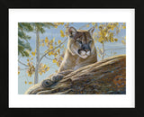 Front Range Cougar  (Framed) -  Kalon Baughan - McGaw Graphics