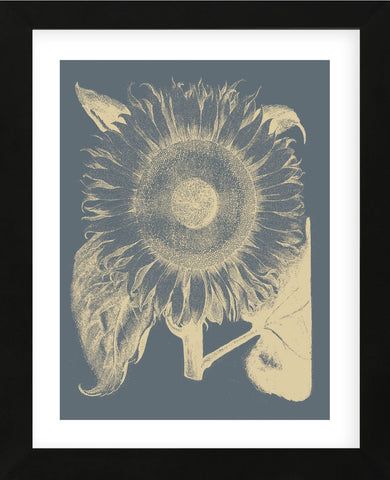 Sunflower 2 (Framed) -  Botanical Series - McGaw Graphics