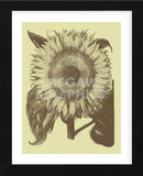 Sunflower 4 (Framed) -  Botanical Series - McGaw Graphics