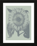 Sunflower 8 (Framed) -  Botanical Series - McGaw Graphics