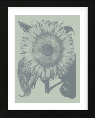 Sunflower 8 (Framed) -  Botanical Series - McGaw Graphics