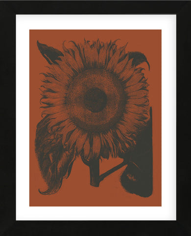 Sunflower 9 (Framed) -  Botanical Series - McGaw Graphics