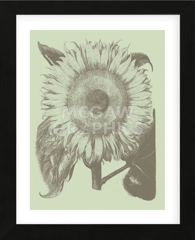 Sunflower 11 (Framed) -  Botanical Series - McGaw Graphics