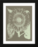 Sunflower 12 (Framed) -  Botanical Series - McGaw Graphics