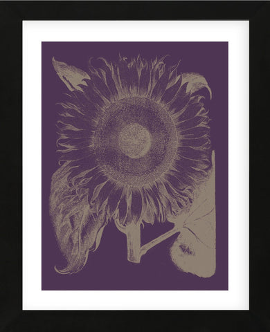 Sunflower 13 (Framed) -  Botanical Series - McGaw Graphics