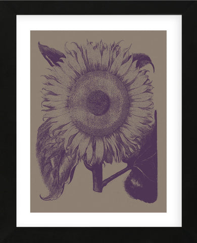 Sunflower 14 (Framed) -  Botanical Series - McGaw Graphics