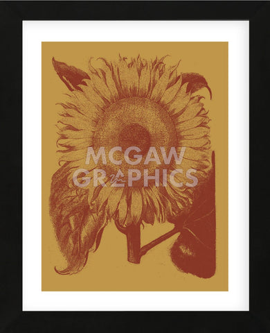 Sunflower 15 (Framed) -  Botanical Series - McGaw Graphics