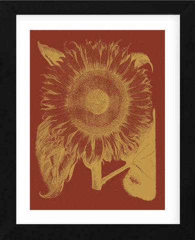 Sunflower 16 (Framed) -  Botanical Series - McGaw Graphics