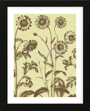 Chrysanthemum 4 (Framed) -  Botanical Series - McGaw Graphics