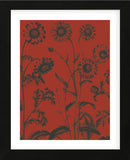 Chrysanthemum 9 (Framed) -  Botanical Series - McGaw Graphics
