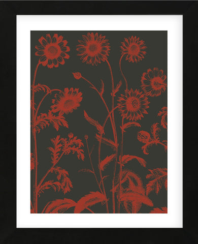 Chrysanthemum 10 (Framed) -  Botanical Series - McGaw Graphics