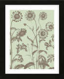 Chrysanthemum 11 (Framed) -  Botanical Series - McGaw Graphics