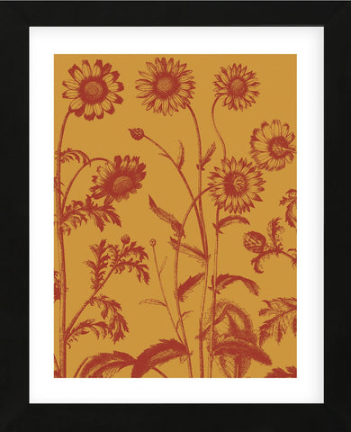 Chrysanthemum 15 (Framed) -  Botanical Series - McGaw Graphics
