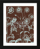 Chrysanthemum 17 (Framed) -  Botanical Series - McGaw Graphics