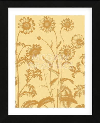 Chrysanthemum 19 (Framed) -  Botanical Series - McGaw Graphics
