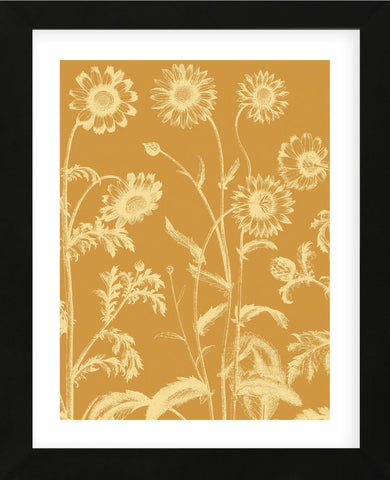 Chrysanthemum 20 (Framed) -  Botanical Series - McGaw Graphics