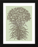 Lilies 11 (Framed) -  Botanical Series - McGaw Graphics