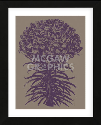 Lilies 14 (Framed) -  Botanical Series - McGaw Graphics